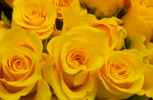 yellow-roses-home