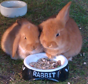 my-rabbits