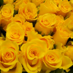 yellow-roses-sq